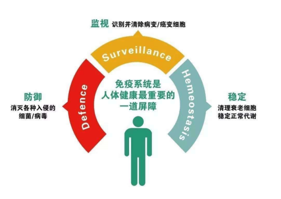 CIK细胞在癌症治疗中发挥显著作用，可预防肿瘤复发与转移